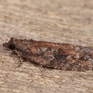 Thrincophora inconcisana at Melba, ACT - 7 Jan 2021