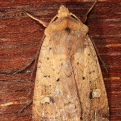 Diarsia intermixta (Chevron Cutworm, Orange Peel Moth.) at Melba, ACT - 7 Jan 2021 by kasiaaus