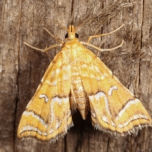 Musotima ochropteralis at Melba, ACT - 7 Jan 2021 11:42 PM