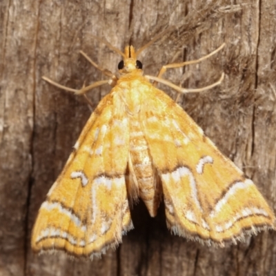 Musotima ochropteralis (A Crambid moth) at Melba, ACT - 7 Jan 2021 by kasiaaus