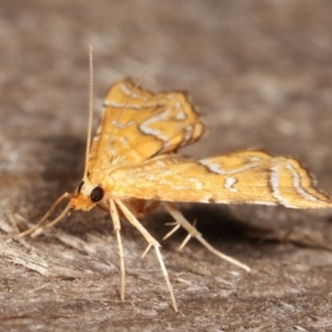 Musotima ochropteralis at Melba, ACT - 7 Jan 2021