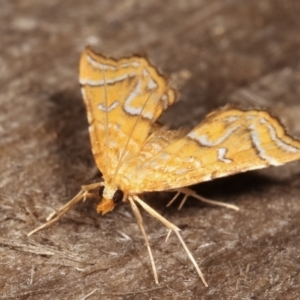 Musotima ochropteralis at Melba, ACT - 7 Jan 2021 11:42 PM