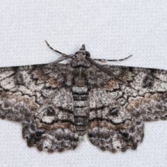 Cleora displicata (A Cleora Bark Moth (Boarmiini) at Melba, ACT - 7 Jan 2021 by kasiaaus