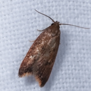 Tachystola acroxantha at Melba, ACT - 7 Jan 2021