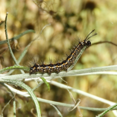 Nyctemera amicus (Senecio Moth, Magpie Moth, Cineraria Moth) at Mount Taylor - 17 Jan 2021 by MatthewFrawley