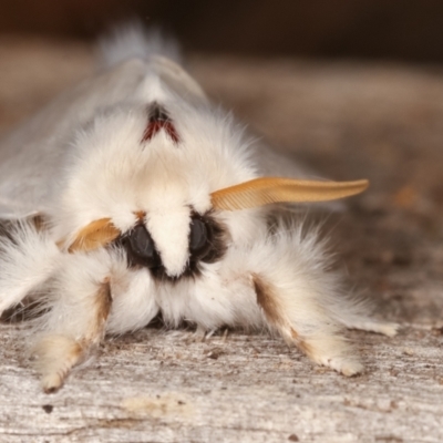 Trichiocercus sparshalli (Sparshall's Moth) at Melba, ACT - 7 Jan 2021 by kasiaaus