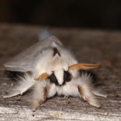 Trichiocercus sparshalli at Melba, ACT - 7 Jan 2021 11:47 PM