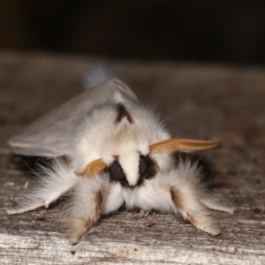 Trichiocercus sparshalli at Melba, ACT - 7 Jan 2021 11:47 PM