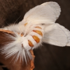 Trichiocercus sparshalli at Melba, ACT - 7 Jan 2021