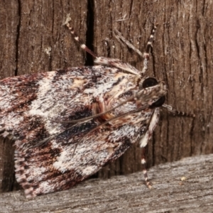 Spectrotrota fimbrialis at Melba, ACT - 7 Jan 2021 11:49 PM