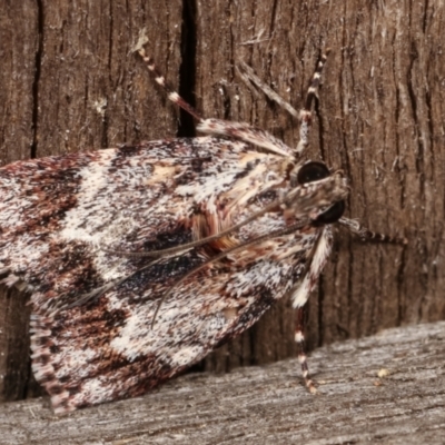 Spectrotrota fimbrialis (A Pyralid moth) at Melba, ACT - 7 Jan 2021 by kasiaaus