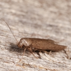 Blastobasis (genus) at Melba, ACT - 8 Jan 2021 10:23 PM