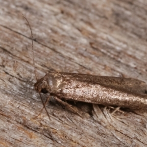 Blastobasis (genus) at Melba, ACT - 8 Jan 2021 10:23 PM