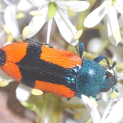 Castiarina skusei (A Jewel Beetle) at Aranda Bushland - 17 Jan 2021 by Harrisi
