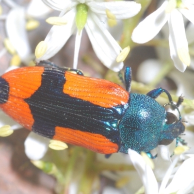 Castiarina skusei (A Jewel Beetle) at Aranda Bushland - 17 Jan 2021 by Harrisi