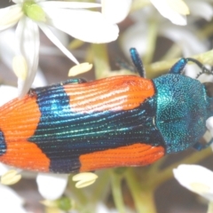 Castiarina skusei at Holt, ACT - 17 Jan 2021 08:56 PM