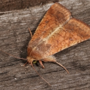 Helicoverpa (genus) at Melba, ACT - 8 Jan 2021 10:26 PM