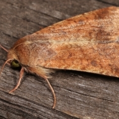 Helicoverpa (genus) at Melba, ACT - 8 Jan 2021