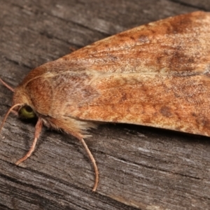 Helicoverpa (genus) at Melba, ACT - 8 Jan 2021