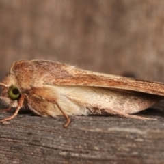 Helicoverpa (genus) at Melba, ACT - 8 Jan 2021 10:26 PM