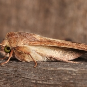 Helicoverpa (genus) at Melba, ACT - 8 Jan 2021