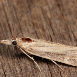 Faveria tritalis at Melba, ACT - 8 Jan 2021 10:29 PM