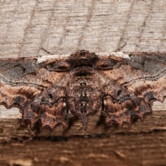 Pholodes sinistraria (Sinister or Frilled Bark Moth) at Melba, ACT - 8 Jan 2021 by kasiaaus