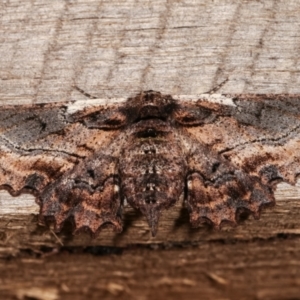 Pholodes sinistraria at Melba, ACT - 8 Jan 2021