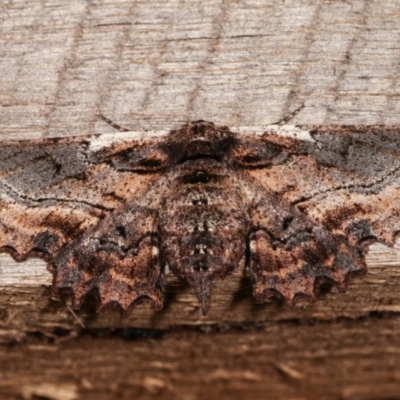 Pholodes sinistraria (Sinister or Frilled Bark Moth) at Melba, ACT - 8 Jan 2021 by kasiaaus