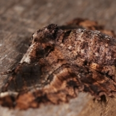 Pholodes sinistraria at Melba, ACT - 8 Jan 2021