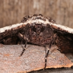 Pholodes sinistraria at Melba, ACT - 8 Jan 2021 11:29 PM