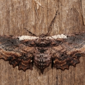 Pholodes sinistraria at Melba, ACT - 8 Jan 2021 11:29 PM