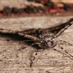 Gastrinodes argoplaca at Melba, ACT - 8 Jan 2021 11:22 PM