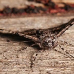 Gastrinodes argoplaca at Melba, ACT - 8 Jan 2021 11:22 PM