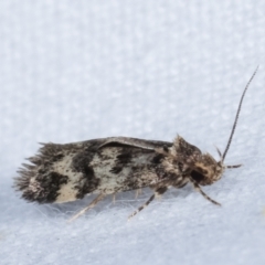 Barea phaeomochla at Melba, ACT - 8 Jan 2021 11:25 PM