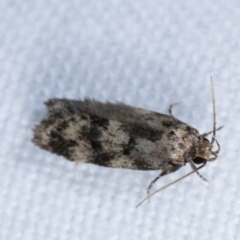 Barea phaeomochla at Melba, ACT - 8 Jan 2021 11:25 PM