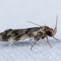 Barea phaeomochla at Melba, ACT - 8 Jan 2021 11:25 PM