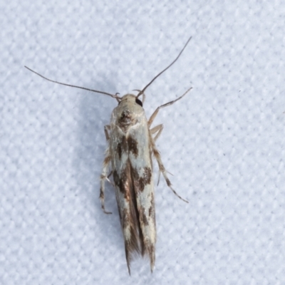 Stathmopoda melanochra (An Oecophorid moth (Eriococcus caterpillar)) at Melba, ACT - 8 Jan 2021 by kasiaaus