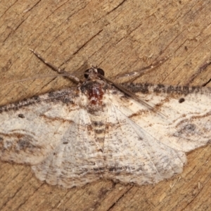 Syneora euboliaria at Melba, ACT - 8 Jan 2021 11:32 PM