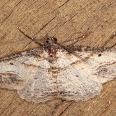 Syneora euboliaria (Boarmiini, Geometer moth) at Melba, ACT - 8 Jan 2021 by kasiaaus