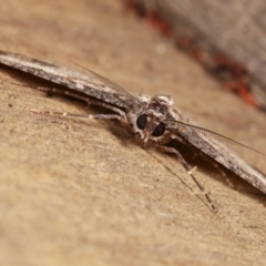 Syneora euboliaria at Melba, ACT - 8 Jan 2021 11:32 PM