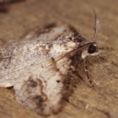 Syneora euboliaria at Melba, ACT - 8 Jan 2021 11:32 PM