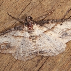 Syneora euboliaria at Melba, ACT - 8 Jan 2021 11:32 PM