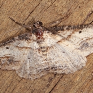 Syneora euboliaria at Melba, ACT - 8 Jan 2021 11:32 PM