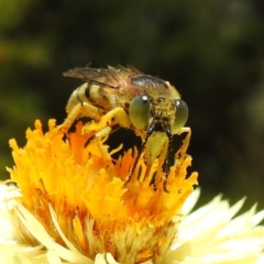 Bembix sp. (genus) (Unidentified Bembix sand wasp) at ANBG - 20 Jan 2021 by HelenCross