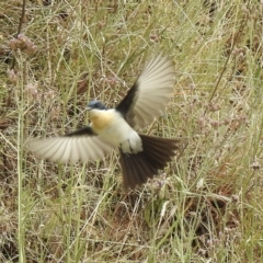 Myiagra inquieta (Restless Flycatcher) at Wingecarribee Local Government Area - 19 Jan 2021 by GlossyGal