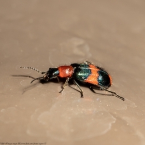 Dicranolaius bellulus at Acton, ACT - 20 Jan 2021 10:36 AM