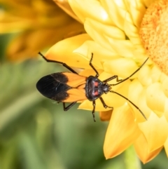 Oncopeltus (Oncopeltus) sordidus (Milk vine bug) at ANBG - 19 Jan 2021 by Roger