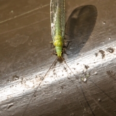 Mallada signatus (Green Lacewing) at Acton, ACT - 19 Jan 2021 by Roger