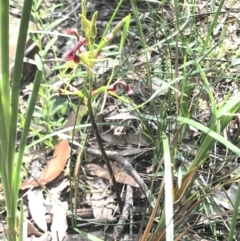 Cryptostylis leptochila (Small Tongue Orchid) at Wingecarribee Local Government Area - 20 Jan 2021 by Snowflake